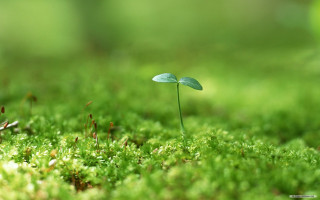 Small plant sprouts moss forest - a blurry background of the grass free wallpaper