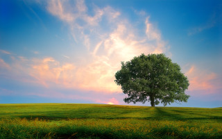 Lone tree grassy field pink 2 - a grassy field under a cloudy sky free wallpaper