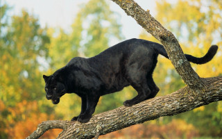 Black cat climbing tree branch - prey free wallpaper for desktop
