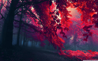 Red forest trees leaves ground 2 - lot of trees free wallpaper