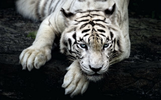 White tiger laying head ground - a white tiger free wallpaper
