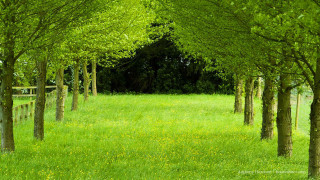 Trees grassy field fence flowers - a grassy field free wallpaper