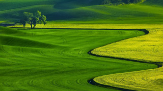 Green field tree hill background 2 - a tree in the middle of it free wallpaper