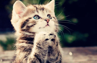 Kitten pawing camera hind legs - its hind leg free wallpaper