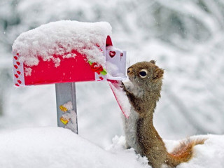 Squirrel eating bird feeder snowy - a squirrel free wallpaper for desktop