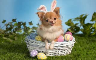 Small dog basket eggs bunny - egg free wallpaper
