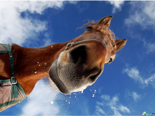 Horse snow camera man taking - wide angle len free wallpaper