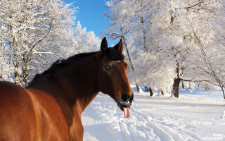 Horse snow mouth open tongue - a horse free wallpaper for desktop