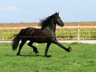 Black horse running grass fence - boleslaw cybi free wallpaper