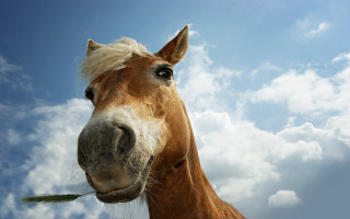 Horse long mane blue sky - a long mane free wallpaper for desktop