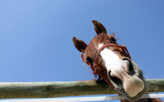 Horse fence sky wooden post - lyrical abstraction free wallpaper