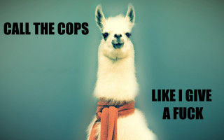 Llama belt neck caption says - a belt free wallpaper