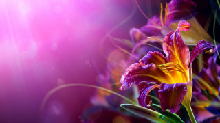Flower magic realism airbrush bokeh - evelyn de morgan free wallpaper for desktop