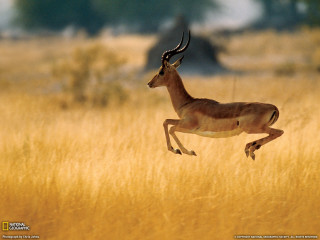 Gazelle running tall grass background - wildlife photography free wallpaper for desktop