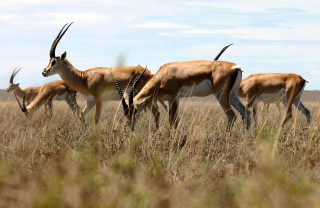 Herd antelope dry grass field - wild free wallpaper