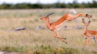 Gazelles jumping grass field trees - clovis trouille free wallpaper for desktop