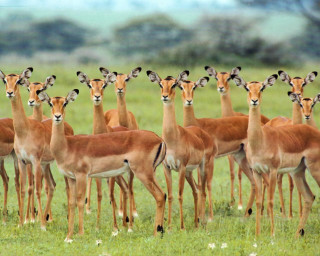 Gazelle herd lush green field - a lush green field free wallpaper