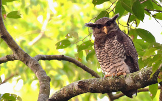Bird perched tree branch leaves - ada gladys killins free wallpaper
