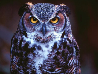 Owl yellow eyes looking at - an owl free wallpaper