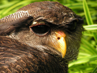Bird yellow beak brown feathers - a close up of a bird free wallpaper