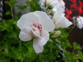 White flower red stamens macro - ann thetis blacker free wallpaper