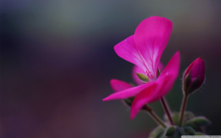 Pink flower macro blurry background 4 - cindy wright free wallpaper for desktop