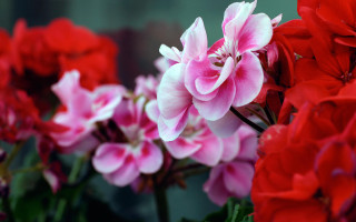 Red pink flowers vase water - a vase free wallpaper for desktop