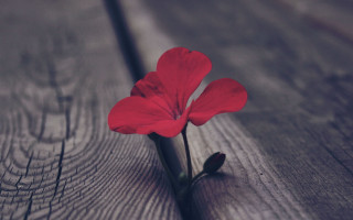 Red flower bloom wooden surface - a wooden surface free wallpaper for desktop