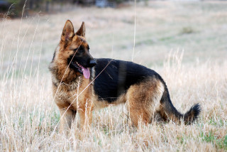 German shepherd dry grass tongue - heroic free wallpaper