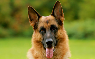 German shepherd tongue out field - handsome free wallpaper