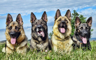German shepherds laying grass tongues 2 - their tongue free wallpaper