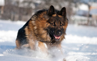 Dog running through snow wintertime 2 - expressionism free wallpaper