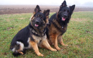 Two dogs sitting grass tongue - free dogs wallpaper