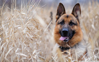 Dog standing field tall grass 3 - his tongue free wallpaper