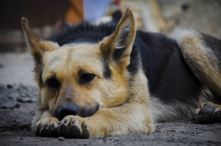 Dog laying ground head paws - his head free wallpaper