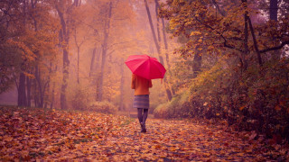 Woman walking leaf covered path - celia fiennes free wallpaper for desktop