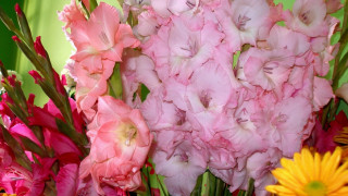 Pink white flowers vase yellow - a green wall free wallpaper