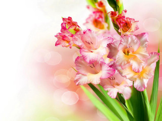 Flowers bokeh blurry background orpism - orphism free wallpaper for desktop