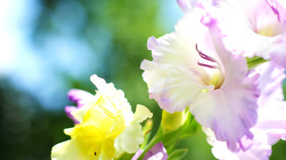 Close up flowers blurry background 5 - a close up of a bunch free wallpaper