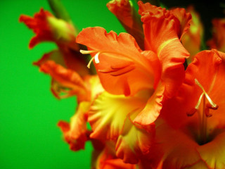 Close up flower green background - a green background behind free wallpaper for desktop