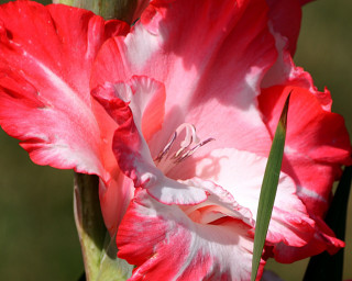 Close up pink flower green - a pink flower in the foreground free wallpaper