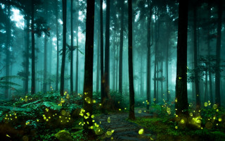 Path woods fireflies trail leading - dirk crabeth free wallpaper