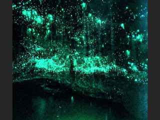 Green glow dark forest trees - bioluminescence free wallpaper