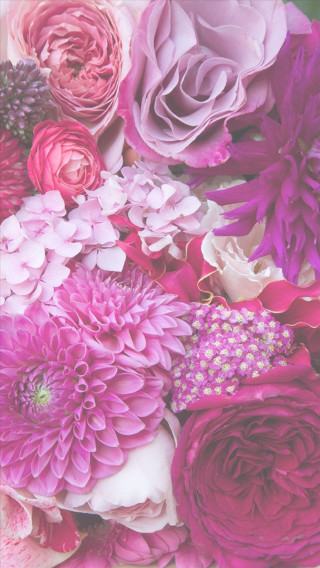 Close up pink red flowers - free flowers wallpaper for mobile