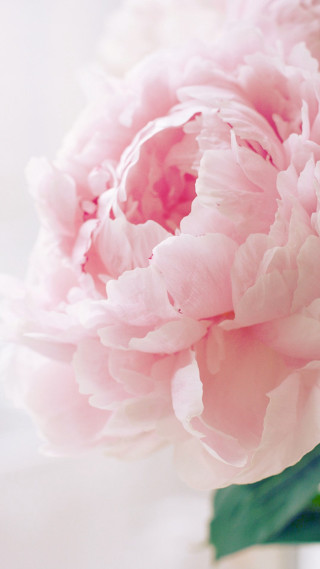 Pink flower vase table white - a table top free wallpaper for mobile