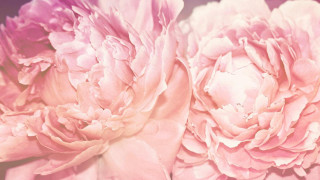 Pink flowers blurry background still - annabel kidston free wallpaper for desktop