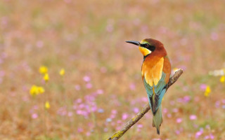 Bird branch field flowers grass - free bird wallpaper