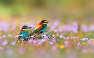 Colorful birds sitting log field 4 - two colorful bird free wallpaper