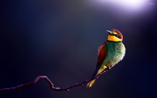 Colorful bird perched branch night - the dark night sky free wallpaper