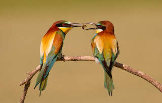 Colorful birds branch beaks touching - their beak free wallpaper